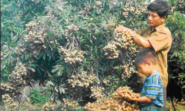 Nhãn lồng Phố Hiến