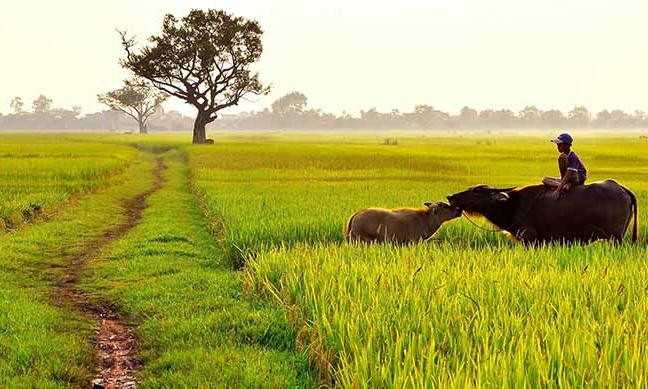 Mơ thấy mình dắt trâu - Giải mã giấc mơ dắt trâu từ A đến Z