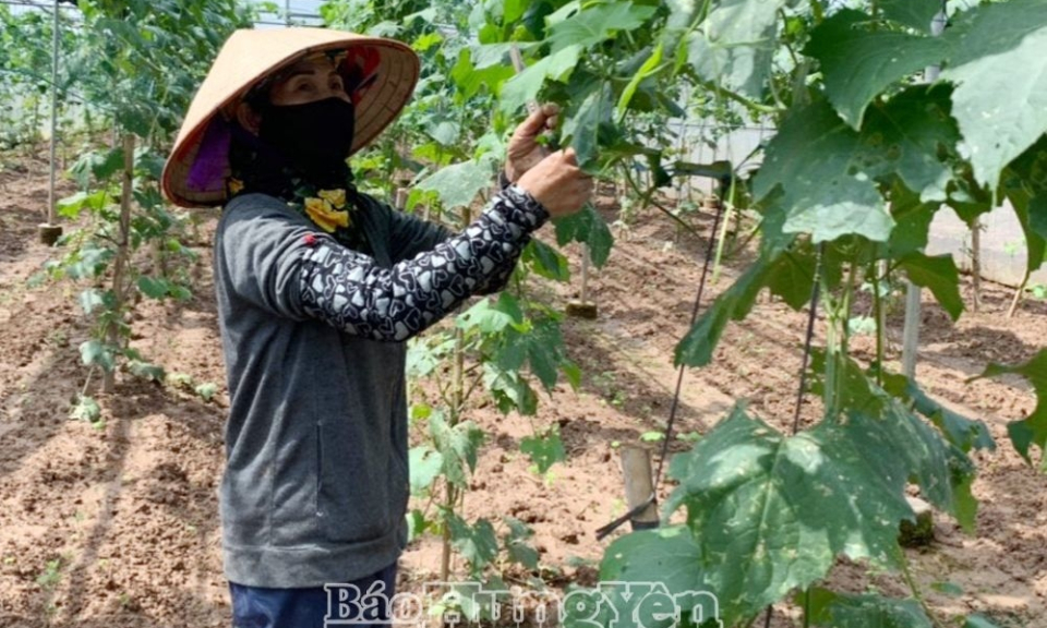 Đồng hành với hội viên phụ nữ phát triển kinh tế