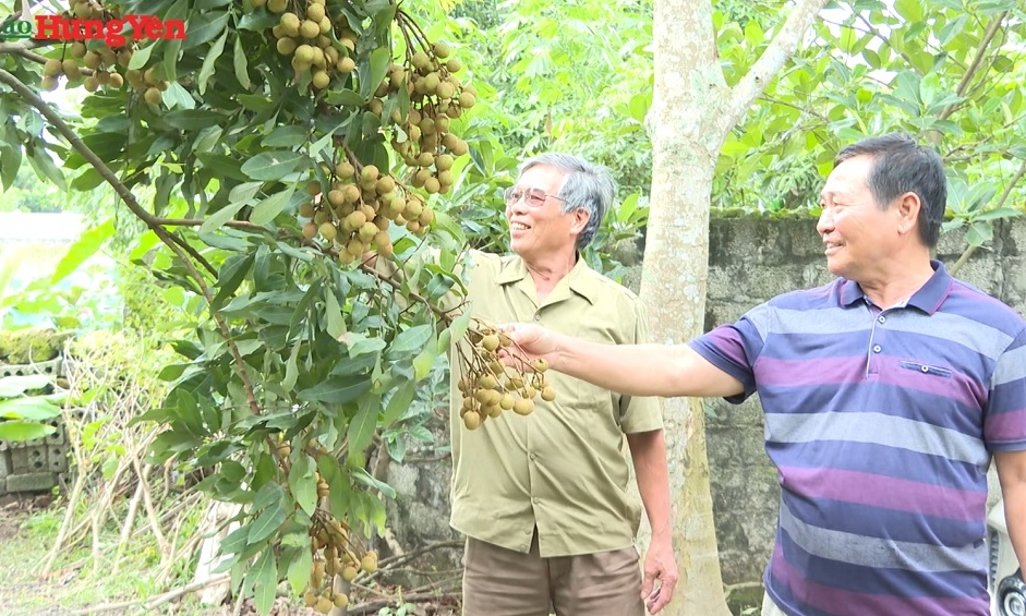 Hưng Yên vào vụ thu hoạch nhãn chín sớm