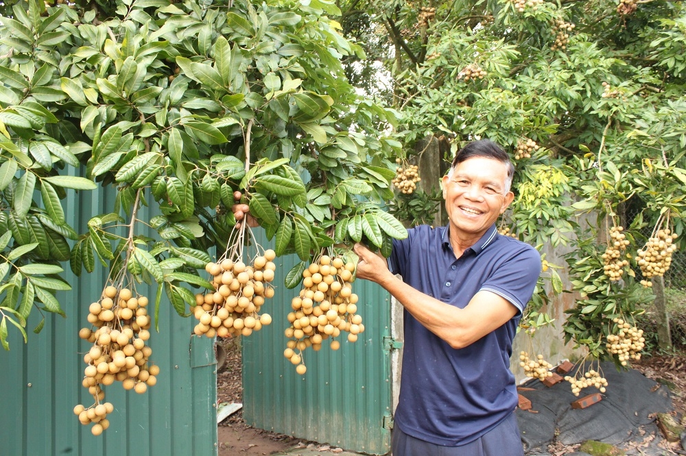 Hình ảnh nhãn lồng Hưng Yên trĩu quả trong mùa thu hoạch  Xã hội   Vietnam VietnamPlus