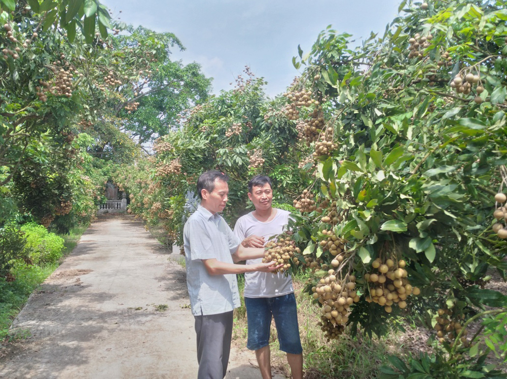 Nhân rộng mô hình trồng cam theo tiêu chuẩn VietGAP  Sở Nông nghiệp và  Phát triển Nông thôn Hà Tĩnh