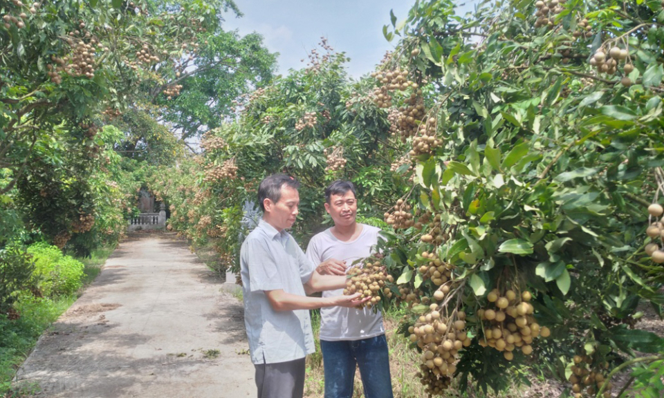 Hiệu quả mô hình trồng nhãn theo tiêu chuẩn VietGAP