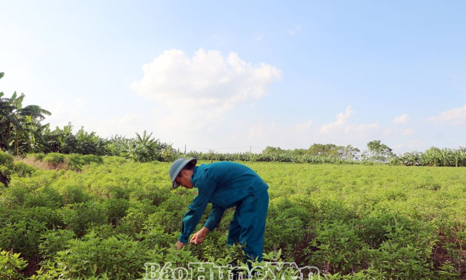 Phát triển nông nghiệp vùng bãi