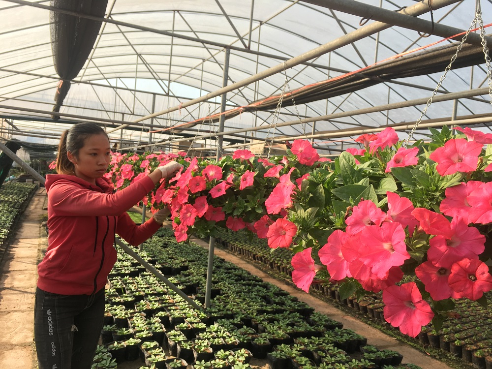 Hoa dạ yến thảo là sản phẩm OCOOP chủ lực của xã Xuân Quan (Văn Giang)