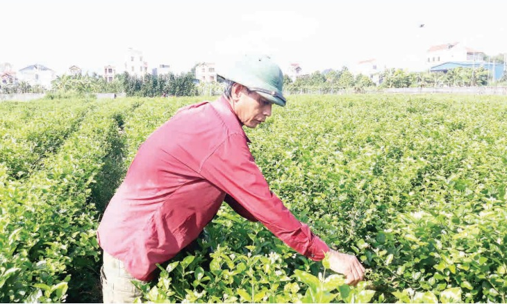 Yên Mỹ mùa xuân về