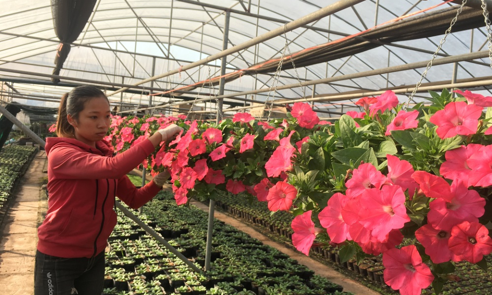 Xã Xuân Quan nỗ lực xây dựng xã kiểu mẫu về tổ chức sản xuất