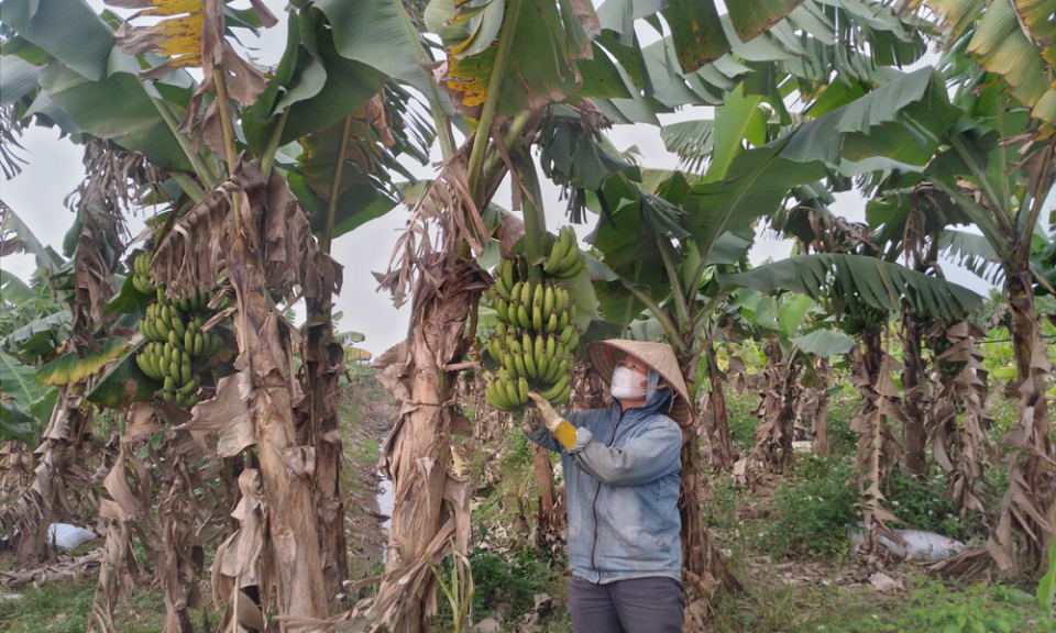 Kim Động mở rộng diện tích trồng chuối theo tiêu chuẩn VietGAP