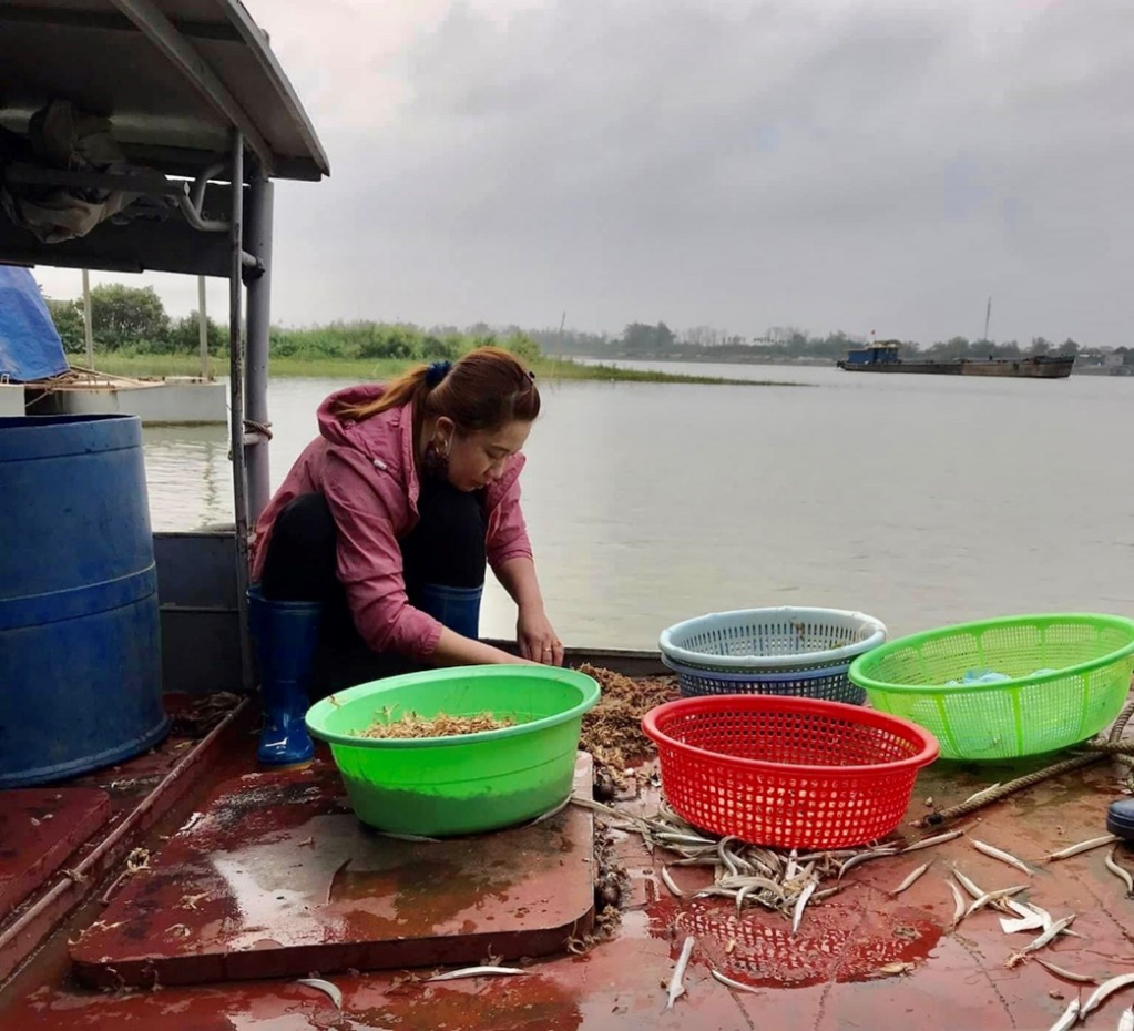 Mùa săn con vờ ngoài sông Hồng
