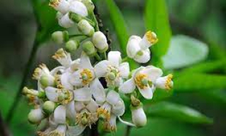 Hương bưởi mùa xuân