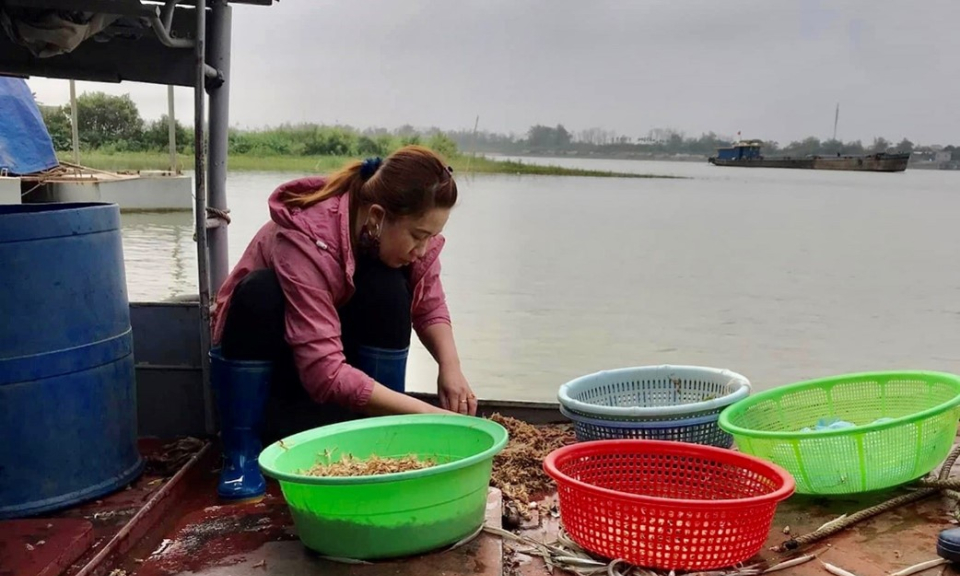 Mùa săn con vờ ngoài sông Hồng