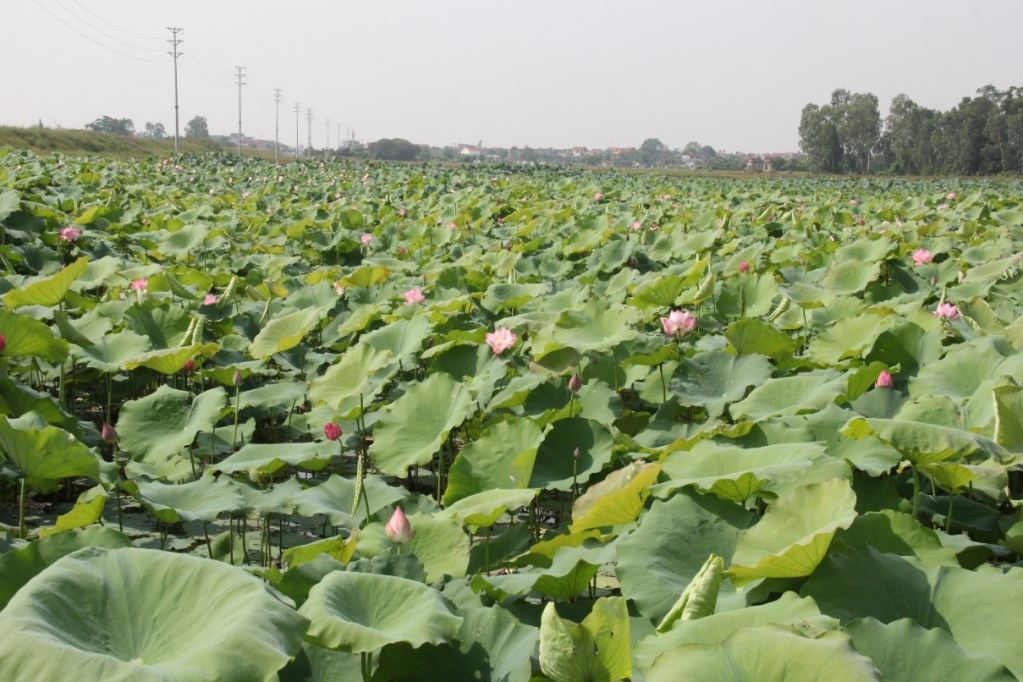 Những bông sen mới nở tỏa hương thơm ngào ngạt