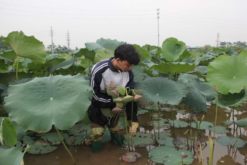 Thu hoạch bắp sen