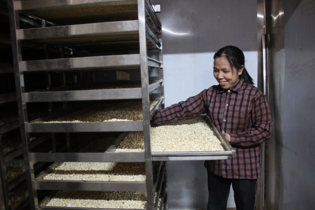 Sau khi thu hoạch, hạt sen được sấy khô và đóng gói, đưa ra thị trường tiêu thụ. Ảnh chụp tại một cơ sở sản xuất hạt sen sấy khô tại phường Hồng Châu (thành phố Hưng Yên)