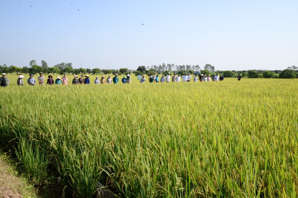 Mô hình trình diễn giống lúa mới tại xã Đa Lộc (Ân Thi) 