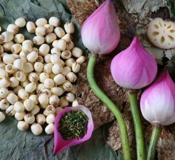 Hạt sen có nhiều tác dụng tốt cho sức khoẻ.