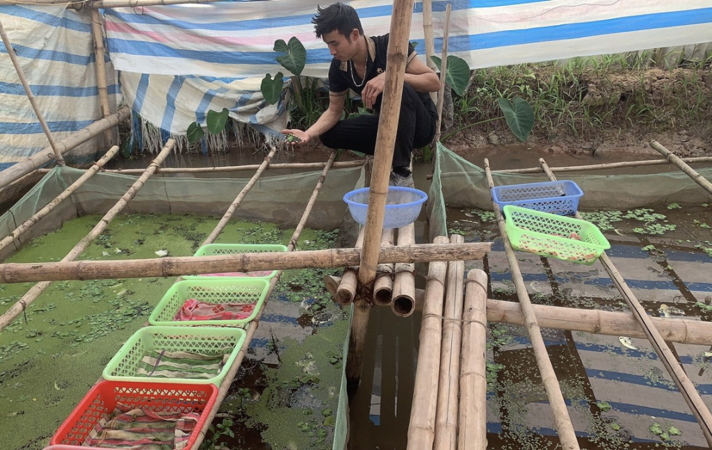 Cơ sở nuôi ốc nhồi của gia đình anh Hoàng Mạnh Cường xã Đại Hưng (Khoái Châu) mang lại hiệu quả kinh tế cao