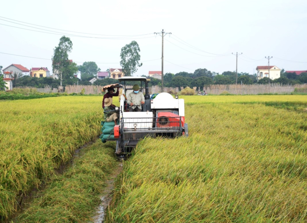 Sản xuất nông nghiệp 6 tháng đầu năm được mùa khá toàn diện