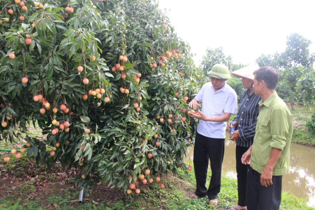 Vải trứng Hưng Yên được mùa, giá bán hơn 120 nghìn đồng/kg