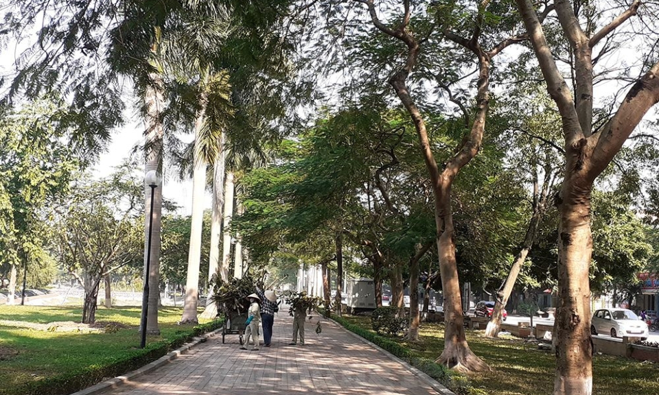 Thành phố Hưng Yên:  Chăm sóc, bảo vệ và phát triển cây xanh đô thị 