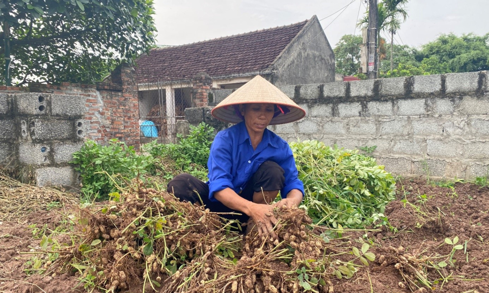 Cây lạc trên đồng đất Kim Động