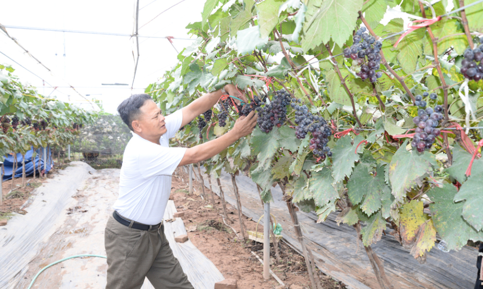 Trồng nho ứng dụng công nghệ cao - Hướng đi mới trong phát triển kinh tế