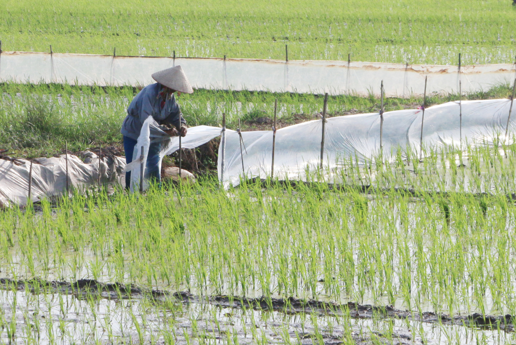 Nông dân xã Việt Hoà (Khoái Châu) chăm sóc bảo vệ lúa mùa