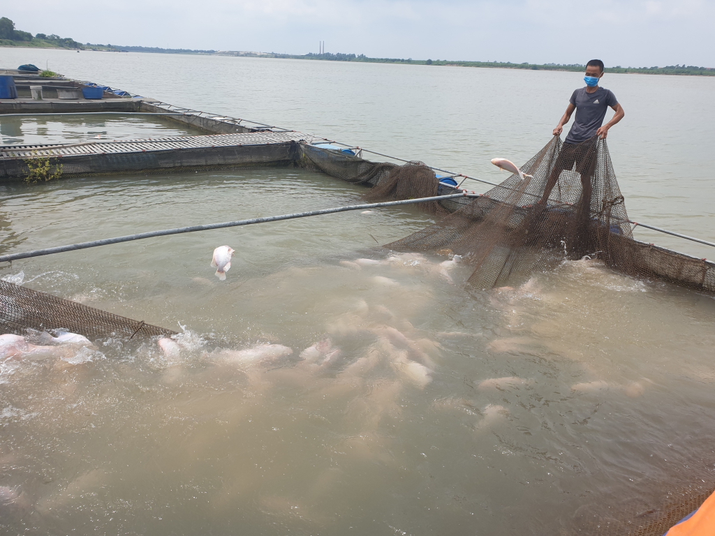 Nông dân huyện Kim Động khai thác lợi thế mặt nước sông Hồng nuôi cá lồng cho hiệu quả cao