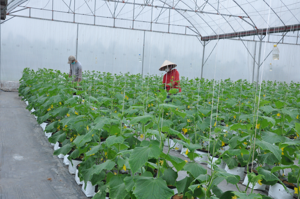 Nông dân huyện Phù Cừ áp dụng hệ thống tưới nhỏ giọt trong trồng trọt