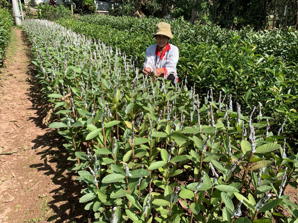Nông dân huyện Văn Giang đẩy mạnh ứng dụng sản xuất nông nghiệp công nghệ cao