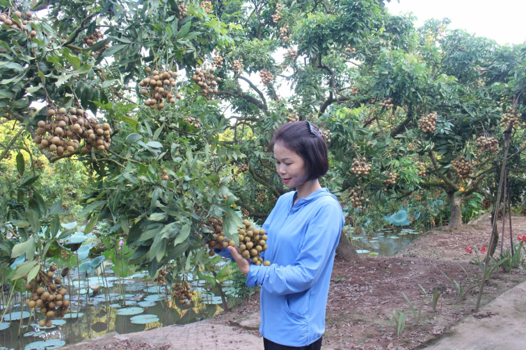 Trồng cây ăn quả cho hiệu quả kinh tế cao của Hợp tác xã sản xuất nhãn lồng Nễ Châu (thành phố Hưng Yên)