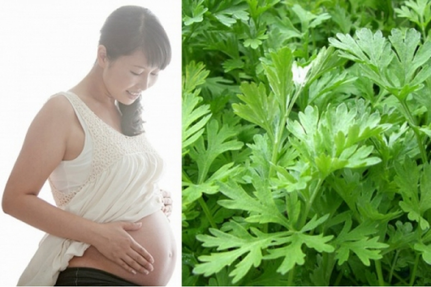 Ngải cứu - Vị thuốc quý với nhiều lợi ích cho sức khỏe Ngải cứu - Vị thuốc quý với nhiều lợi ích cho sức khỏe