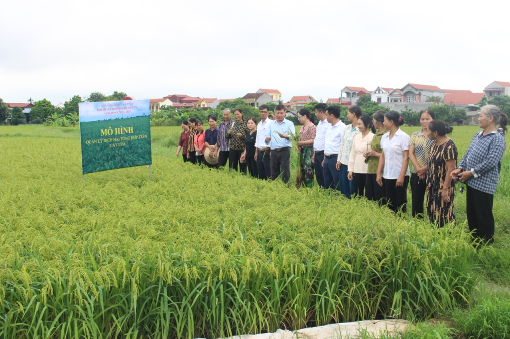 Các đại biểu tham quan mô hình IPM trên cây lúa ở xã Vân Du (Ân Thi)