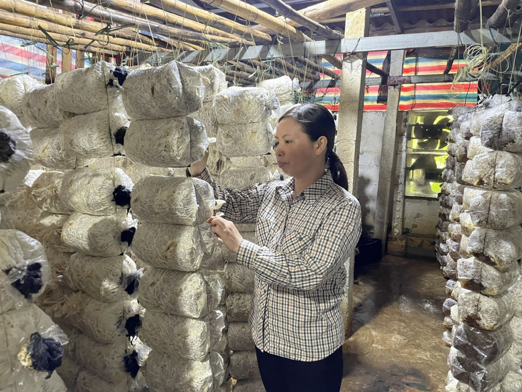 Mô hình trồng nấm cho hiệu quả kinh tế cao của gia đình chị Vũ Thị Thu Hiền