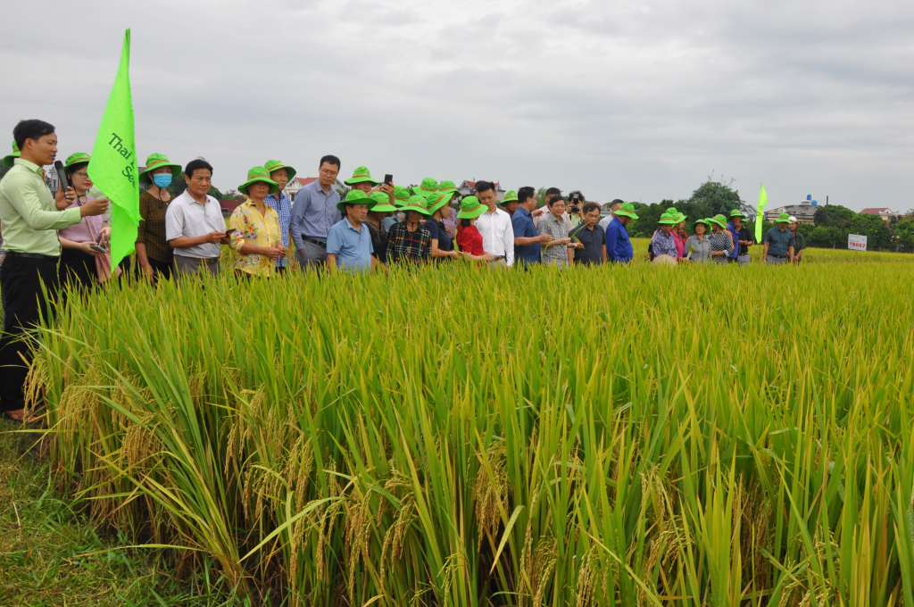  Các đại biểu và nông dân tham quan giống lúa TBR87