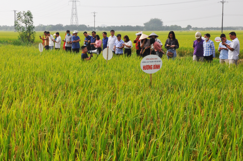 Các đại biểu và nông dân tham quan mô hình giống lúa thuần Hương Bình