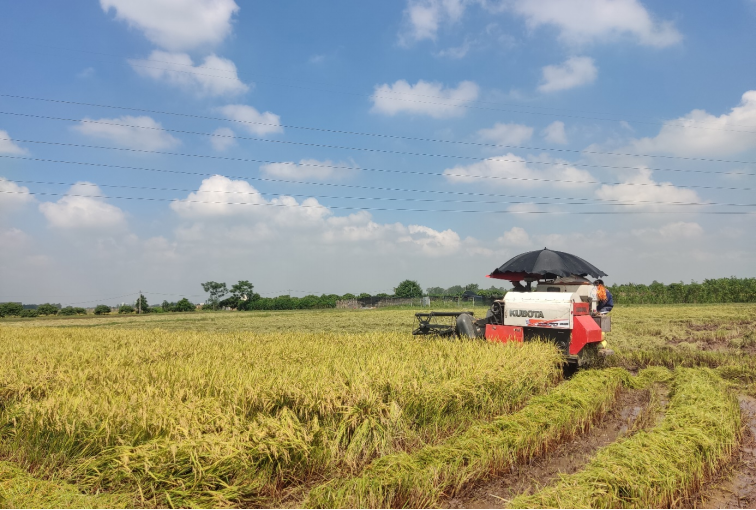 Nông dân huyện Tiên Lữ thu hoạch lúa mùa