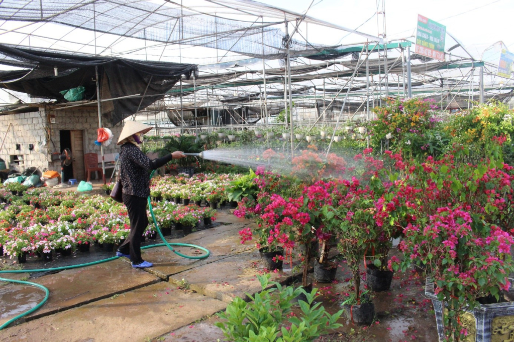 Nông dân huyện Văn Giang chăm sóc hoa, cây cảnh