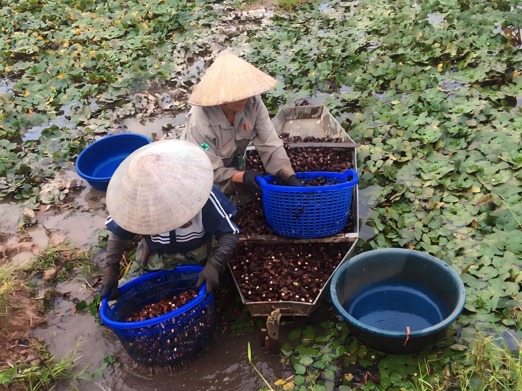 Nông dân xã Cương Chính (Tiên Lữ) thu hoạch củ ấu