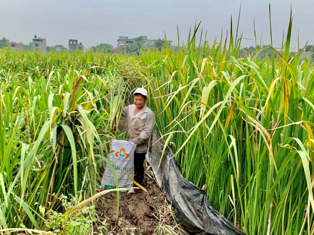 Người dân khu phố Phương Độ, phường Hồng Châu (thành phố Hưng Yên) thu hoạch củ niễng