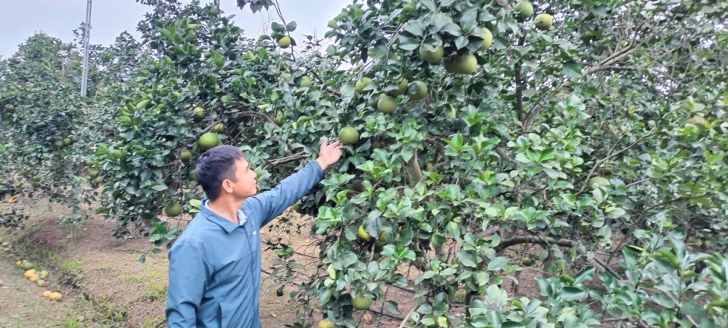 Mô hình trồng cây ăn quả áp dụng tưới phun tự động tại xã Nguyên Hoà (Phù Cừ)