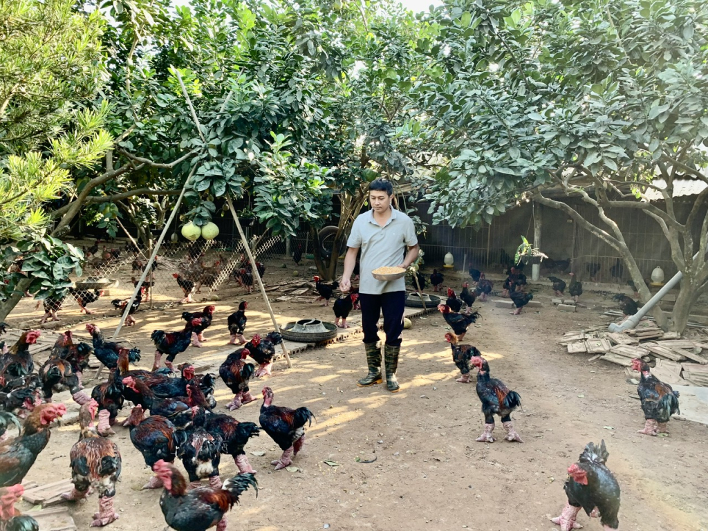 Thành viên HTX Chăn nuôi và kinh doanh gà Đông Tảo, xã Đông Tảo (Khoái Châu) chăm sóc đàn gà