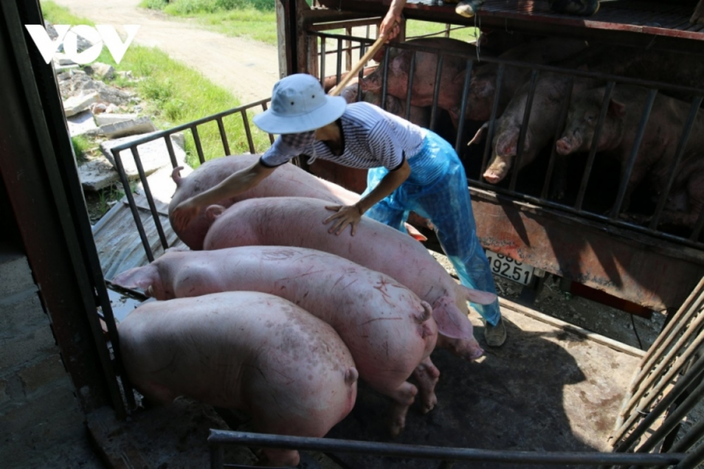 Giá lợn hơi liên tục giảm khiến người chăn nuôi rơi vào thua lỗ, lo lắng cho vụ Tết Nguyên đán sắp tới