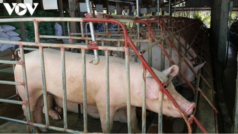 Lợn đã đến độ xuất chuồng nhưng giá thấp nên người nuôi chưa muốn bán.