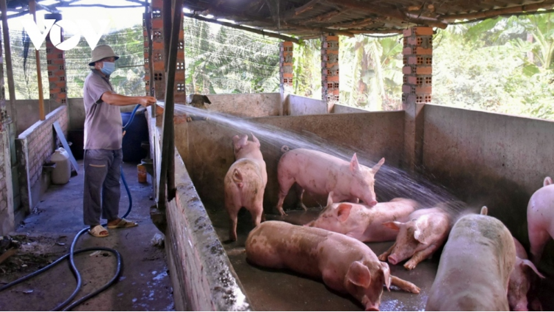 Giá lợn hơi chạm đáy, chưa có dấu phục hồi dù mùa cao điểm Tết đã cận kề