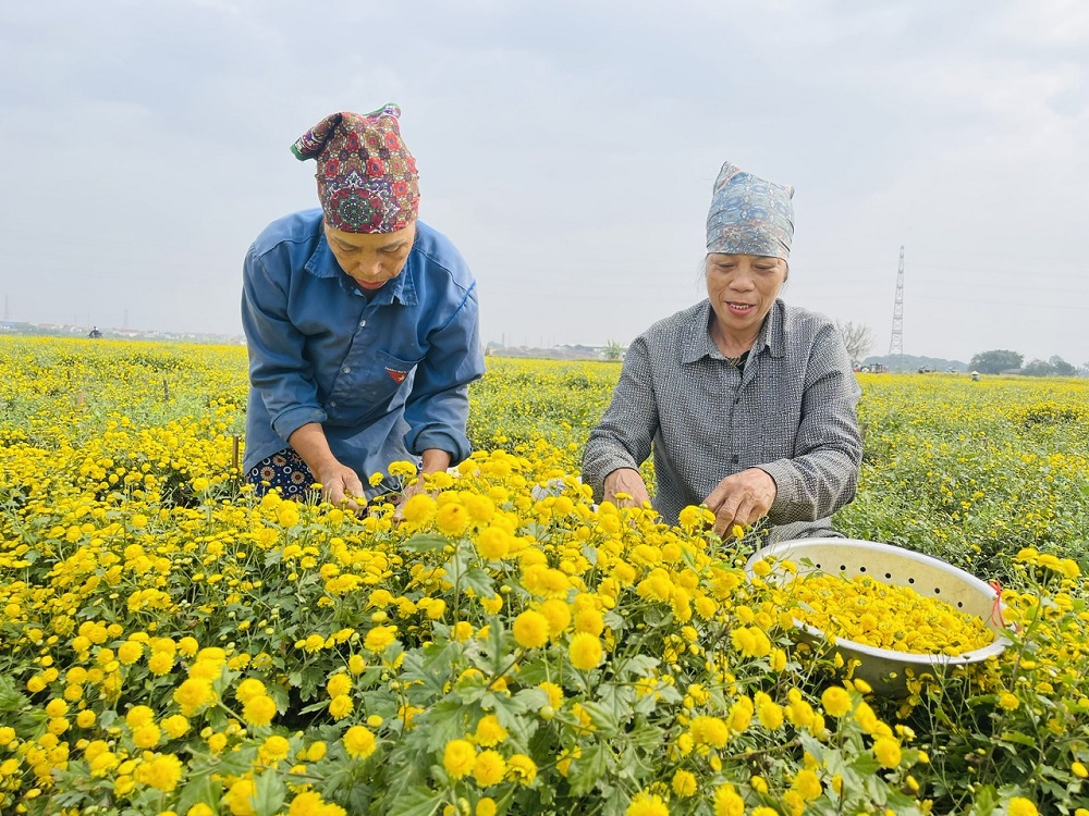 Nông dân xã Lương Tài thu hoạch hoa cúc chi 