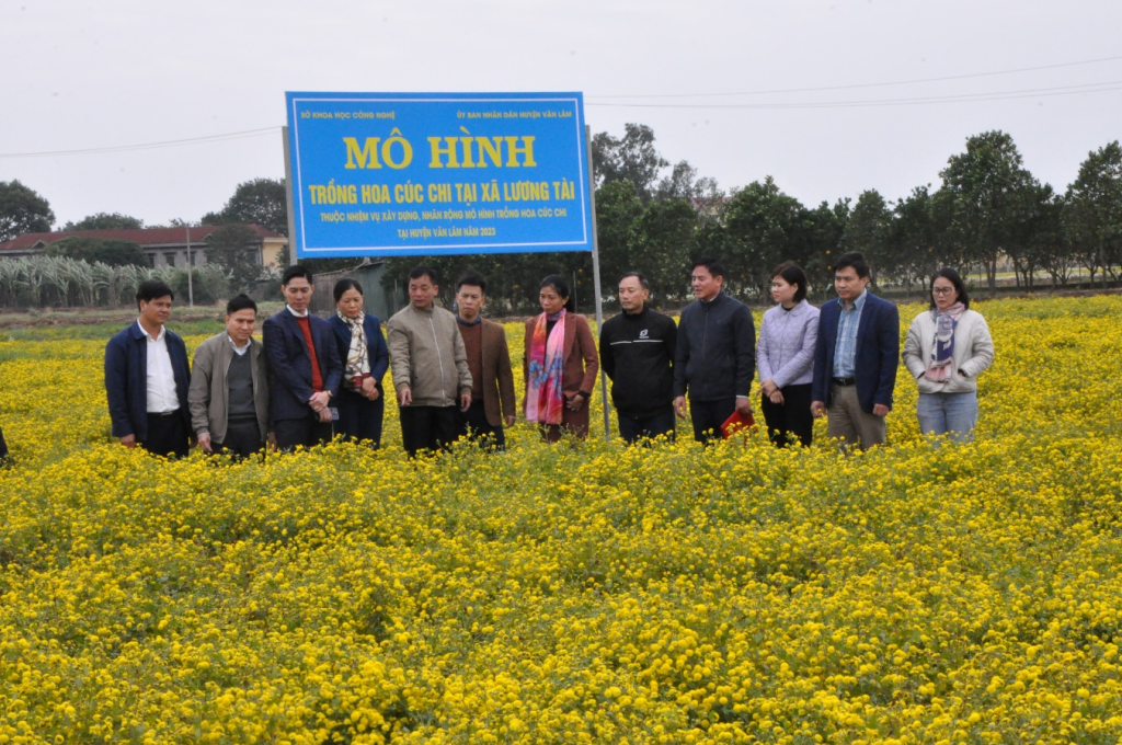 Các đại biểu tham quan mô hình trồng hoa cúc chi tại xã Lương Tài (Văn Lâm)