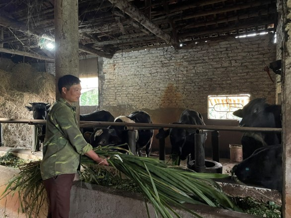Hội viên nông dân Trần Ngọc Thực, thôn Ngọc Đồng xã Ngọc Thanh (Kim Động) đang chăm sóc đàn bò thịt