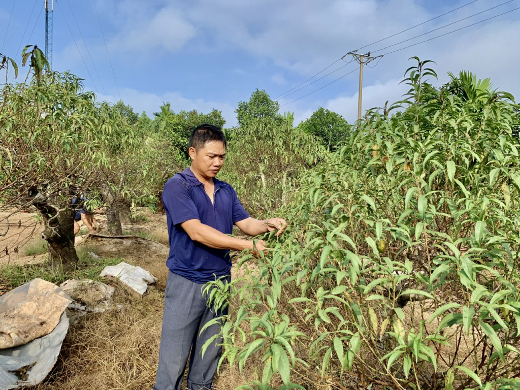 Nông dân xã Quảng Châu (thành phố Hưng Yên) chăm sóc, tuốt lá cây hoa đào