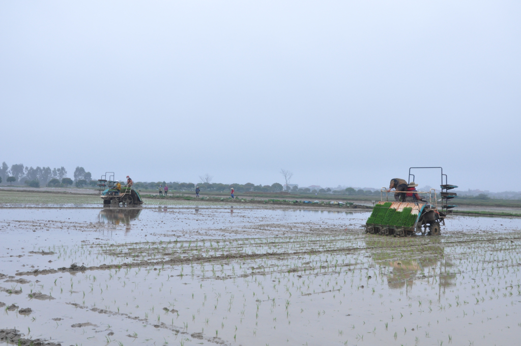 Sử dụng mạ khay, máy cấy trong gieo cấy lúa theo hướng hữu cơ tại huyện Ân Thi